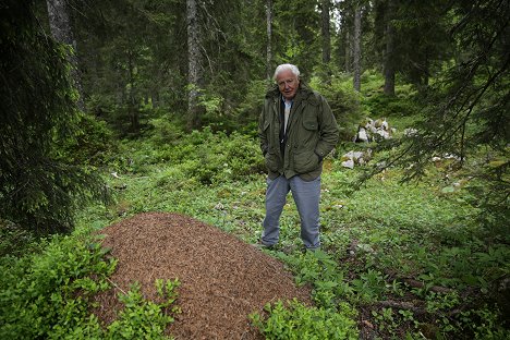 David Attenborough - The Natural World - Attenborough ja muurahaispesä - Kuvat elokuvasta