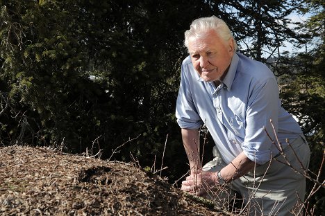 David Attenborough - Svět přírody - David Attenborough: Mravenčí hora - Z filmu