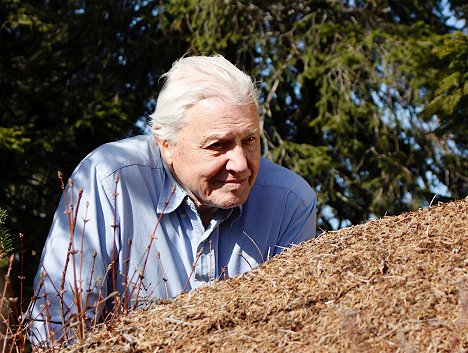 David Attenborough - The Natural World - Attenborough ja muurahaispesä - Kuvat elokuvasta