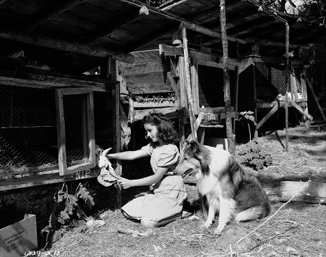 Elizabeth Taylor, Pal - Odvážná Lassie - Z filmu