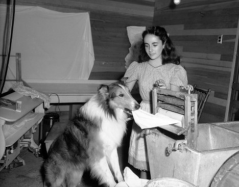 Pal, Elizabeth Taylor - Odvážná Lassie - Z filmu