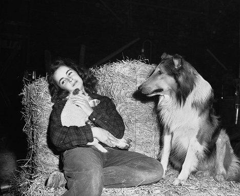 Elizabeth Taylor, Pal - Courage of Lassie - Photos