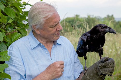 David Attenborough - Kurioses aus der Tierwelt - Handwerktalente: Der Orang-Utan und der Rabe - Filmfotos