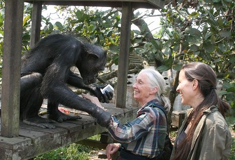 Jane Goodall - Útulek pro záchranu šimpanzů Jane Goodallové - Z filmu