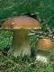 boletus