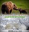 Prirodzený svet - Polar Bears and Grizzlies: Bears on Top of the World