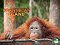 Orangután-sziget