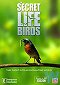 Secret Life of Birds, The