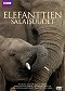 Elefanttien salaisuudet