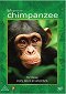 Chimpanzee