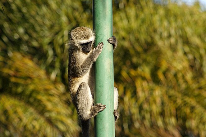 Street Monkeys - Photos