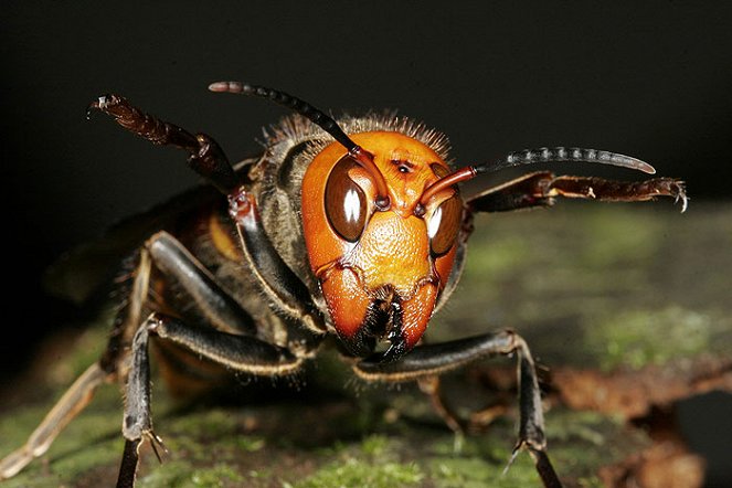 Natural World - Season 25 - Buddha, Bees and the Giant Hornet Queen - Filmfotos