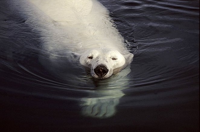 The Natural World - Season 27 - Polar Bears and Grizzlies: Bears on Top of the World - Photos
