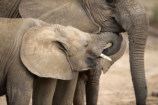 Az elefántok titkos élete - Filmfotók