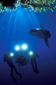 Život v mori 3D - Z filmu