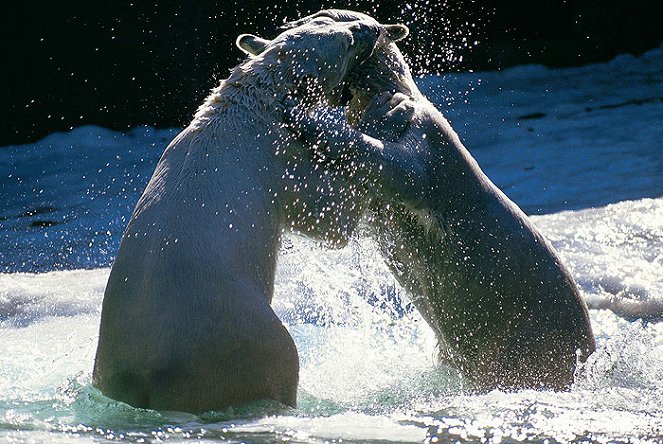National Geographic Special: Search for the Ultimate Bear - Filmfotos