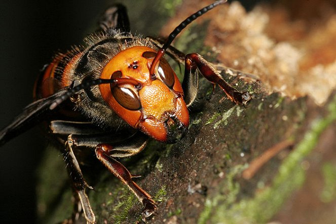 The Natural World - Buddha, Bees and the Giant Hornet Queen - Photos