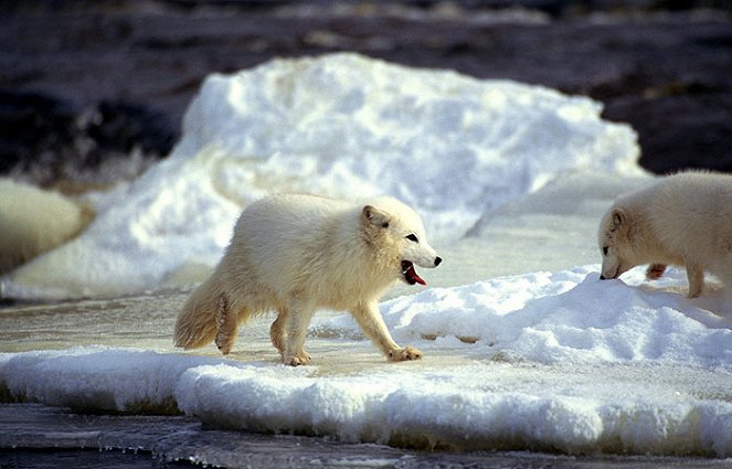 Arktisz királysága - Filmfotók