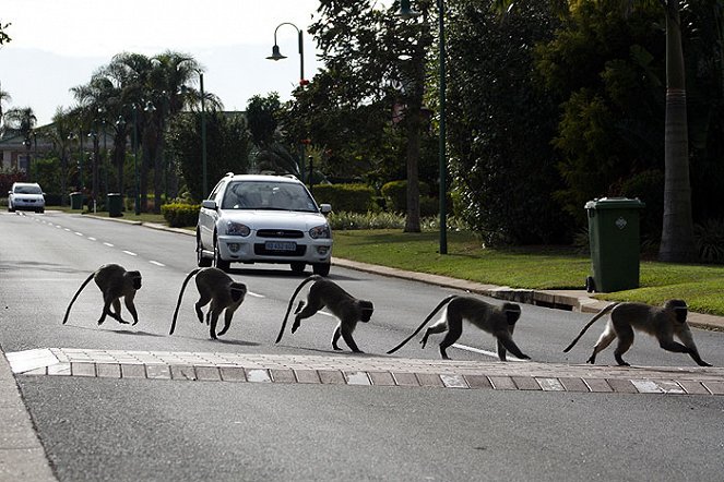 Street Monkeys - Filmfotók