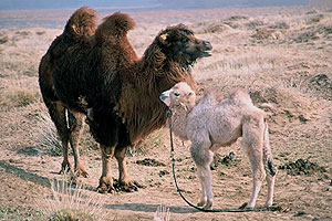 La historia del Camello que Llora - De la película