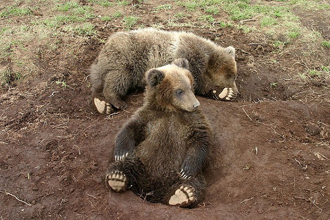 The Natural World - The Bear Man of Kamchatka - De la película