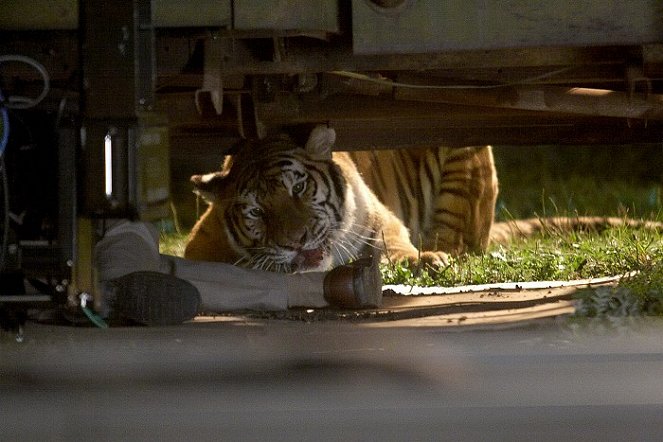 Tiger - ľudožrút útočí - Z filmu