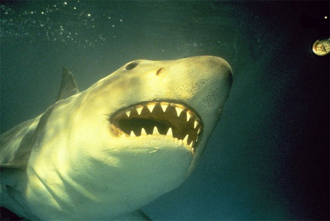 Jaws 3-D - Photos
