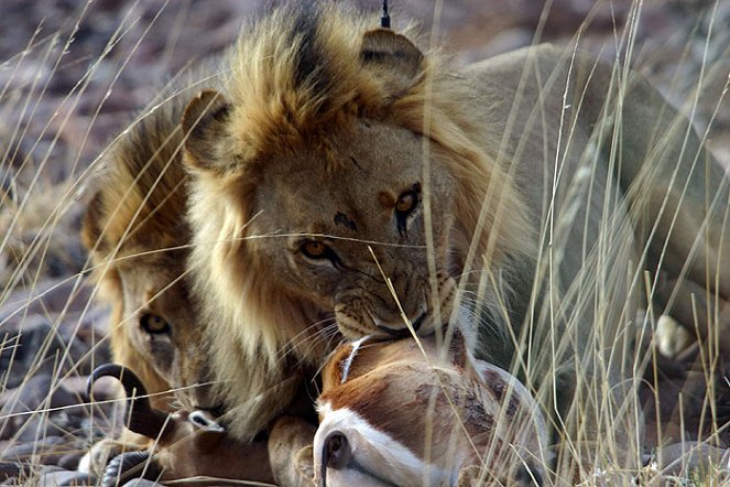 The Natural World - Desert Lions - De la película