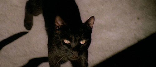 A fekete macska - Filmfotók