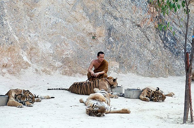 Der Tiger und der Mönch - Kuvat elokuvasta