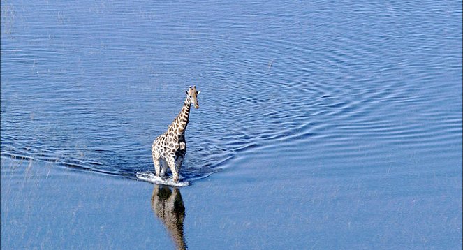 Tierra, la película de nuestro planeta - De la película