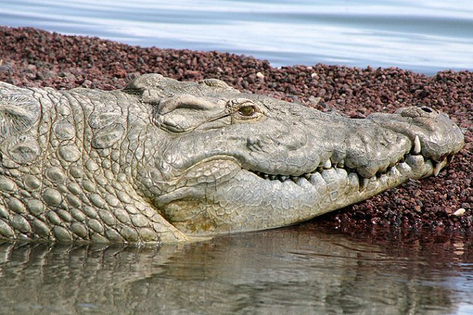 Krokodýlí monstra - Z filmu