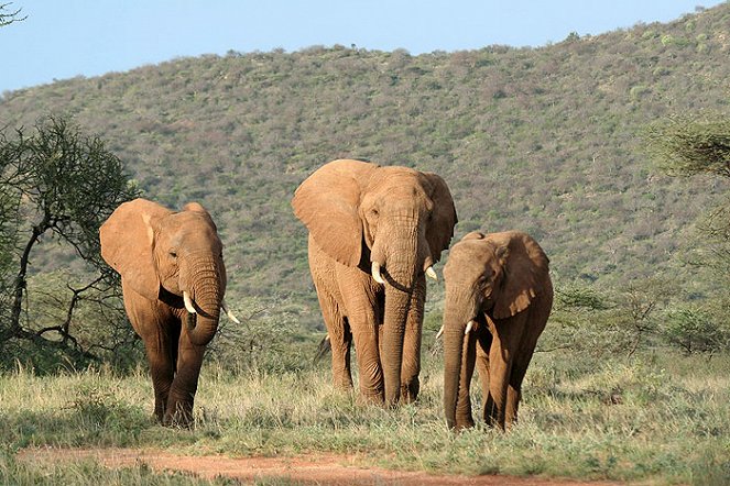 The Secret Life of Elephants - Photos