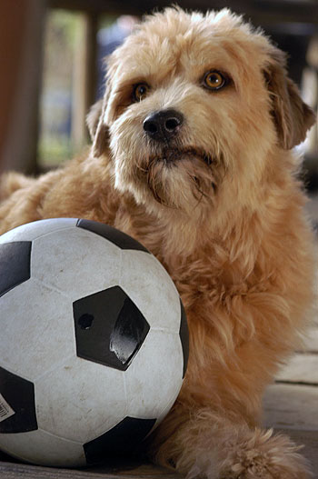 Soccer Dog: European Cup - De la película
