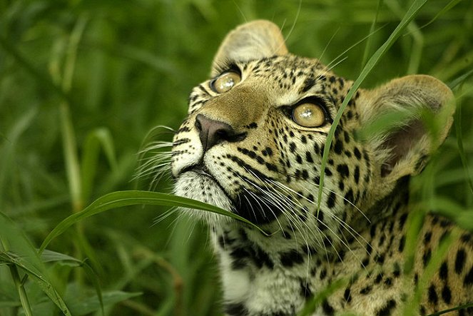 Eye of the Leopard - Filmfotók