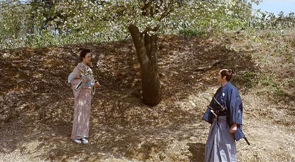 Yamazakura, The Cherry Tree in the Hills - Photos