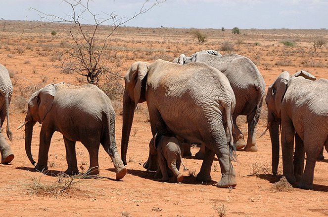 Do Animals Talk? Africa: African Elephants - De filmes