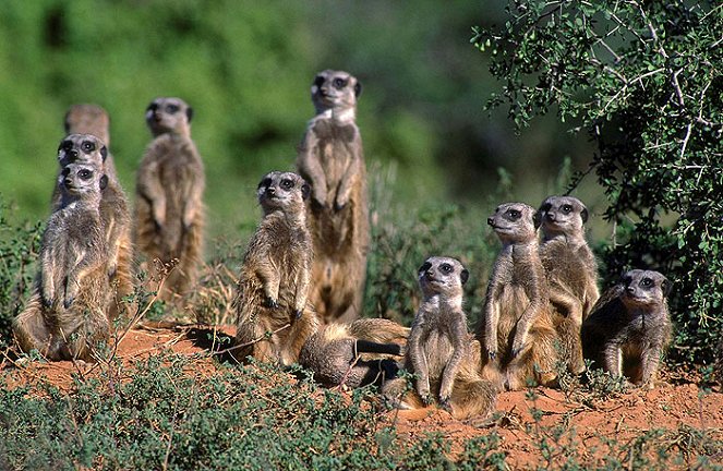 The Meerkats - Do filme