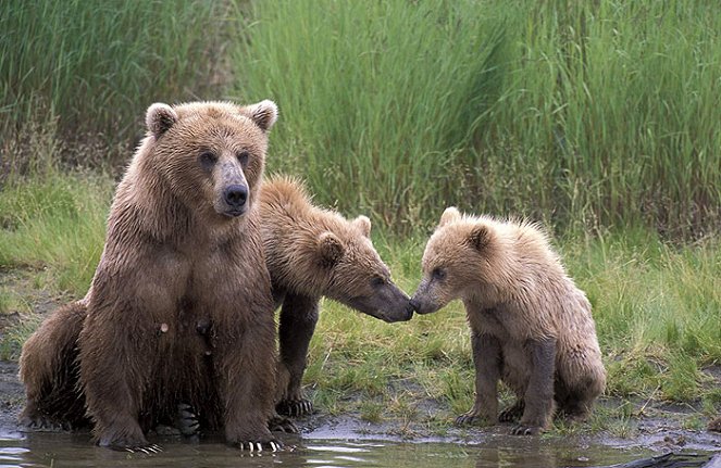 The Natural World - Season 27 - Polar Bears and Grizzlies: Bears on Top of the World - Photos