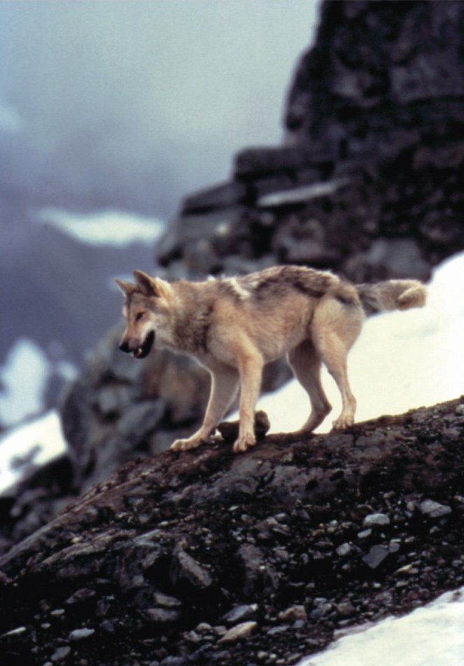 Ezüst farkas - Filmfotók