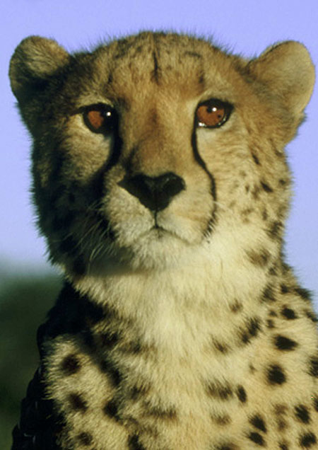 Cheetah - The Running of their Lives - Van film