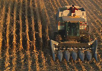 King Corn - De la película