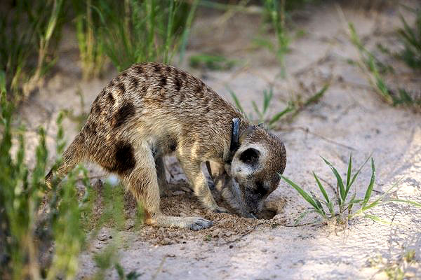 Meerkat Manor - Photos