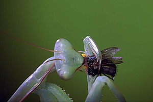 Bugs! Abenteuer Regenwald - Filmfotos