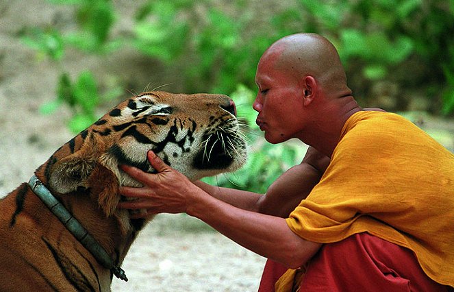 The Tiger and the Monk - Photos