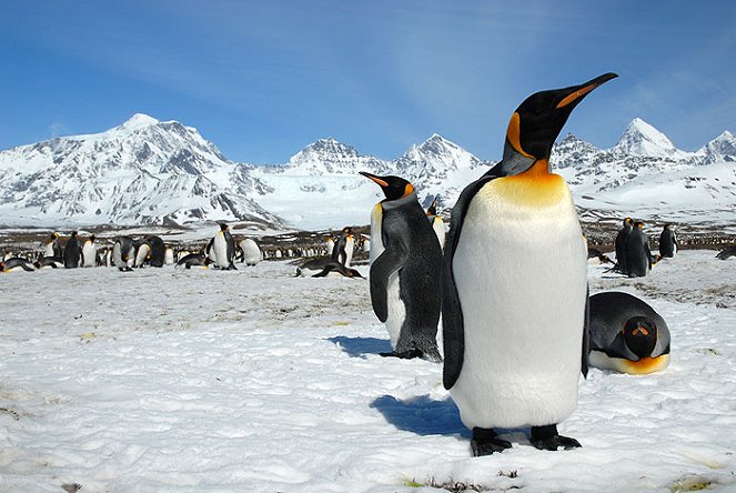 Penguin Safari with Nigel Marven - Filmfotók