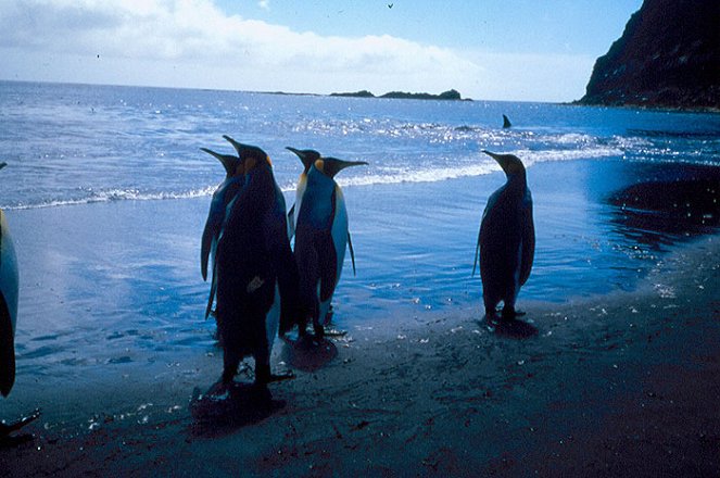 Penguin Baywatch - Photos