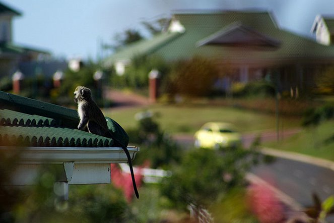 Street Monkeys - Photos