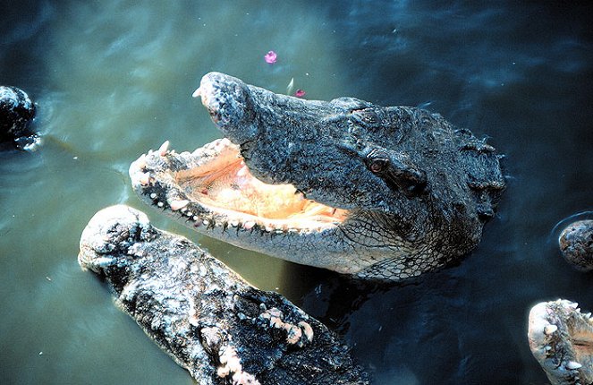 Croc Feeding Frenzy - Kuvat elokuvasta