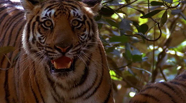 Výprava do bažin: Tygři - Z filmu